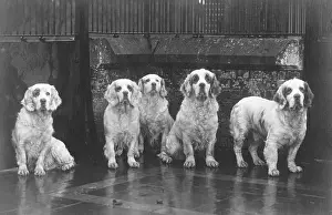 Sandringham: FALL/CLUMBER SPANIEL/36