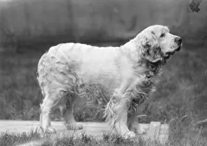 Clumber: FALL/CLUMBER SPANIELS/27