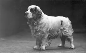 Clumber: FALL/CLUMBER SPANIELS/29