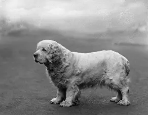 Ripper: FALL/CLUMBER SPANIELS/36