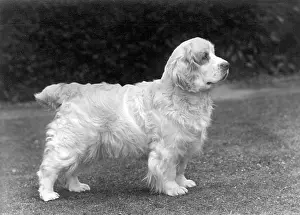Clumber: FALL/CLUMBER SPANIELS/53