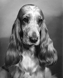 Gazelle: Fall - Cocker Spaniel - 1968
