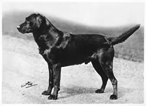 Howe: FALL/CRUFTS/1932/1933