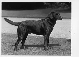 Crufts: FALL/CRUFTS/1937