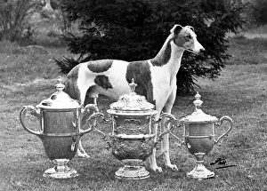 Crufts: Fall - Crufts - 1956 - Greyhound