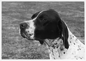 Liver: FALL/CRUFTS/1958/POINTER