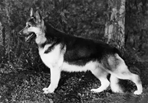 Fenton: FALL/CRUFTS/1965