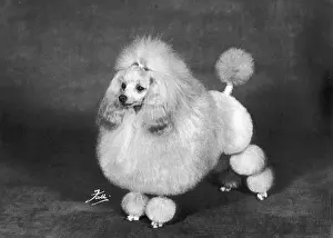 Poodle: Fall - Crufts - 1966 - Poodle