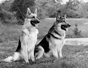 Fenton: FALL/CRUFTS/2 CHAMPIONS