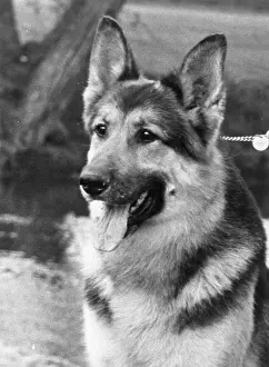 Fenton: FALL CRUFTS ALSATIAN