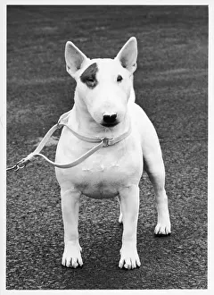 Romney: FALL/CRUFTS/BULL TERRIER