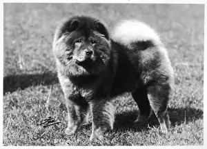 Hung: FALL/CRUFTS/CHOW CHOW