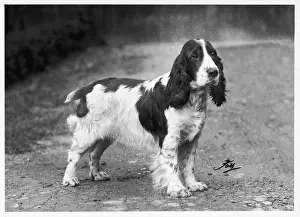 Crufts: FALL/CRUFTS/DALMATIAN