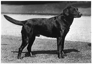 Howe: FALL/CRUFTS WINNER/1937