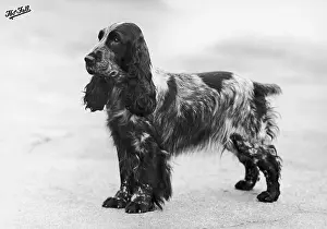 Crufts: FALL/CRUFTS WINNER/1948