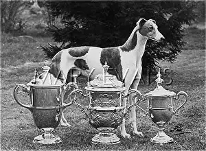 Greenish: FALL/CRUFTS WINNER/1956