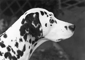 Crufts: FALL/CRUFTS WINNER/1968