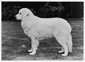 Crufts: FALL/CRUFTS WINNER/1970