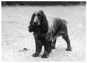 Crufts: FALL/CRUFTS WINNER/30-31