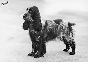 Crufts: FALL/CRUFTS WINNER/48/50