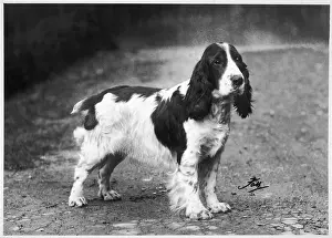 Crufts: FALL/CRUFTS WINNERS/1938