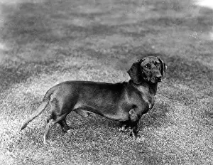 Crusader: FALL/DACHSHUND/1907