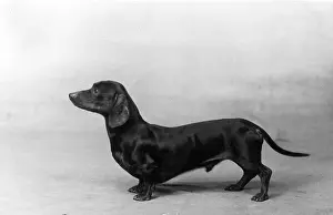Spurrier: FALL/DACHSHUND/1934