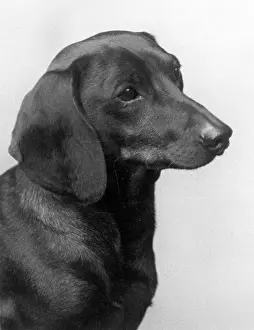 Dachshund: FALL/DACHSHUND/1935