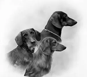 Seton: FALL/DACHSHUND/1946