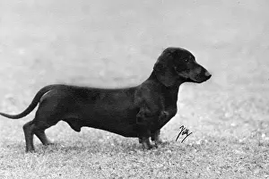 Unnamed: FALL/DACHSHUND/1948