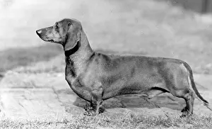 Selwood: FALL/DACHSHUND/1952
