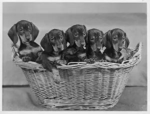Dachshund: FALL/DACHSHUND/1954