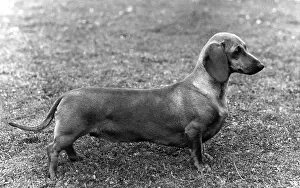 Scarlet: FALL/DACHSHUND/1964