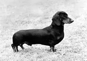Peach: FALL/DACHSHUND/1975