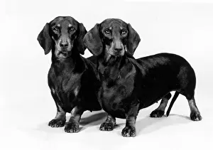 Nanette: FALL/DACHSHUND/1980