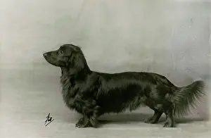 Jager: FALL/DACHSHUND/LONG/1935