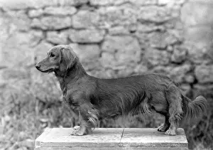 Takeover: FALL/DACHSHUND/LONG/1943