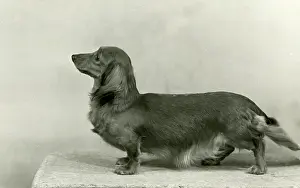 Muffet: FALL/DACHSHUND/LONG/1953