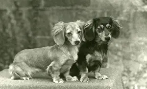 Klein: FALL/DACHSHUND/LONG/1954