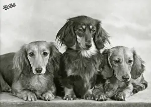 Dachshunds: Fall - Dachshund - Long - 1955