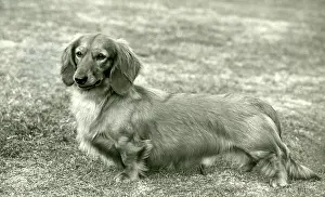 Thyme: FALL/DACHSHUND/LONG/1959