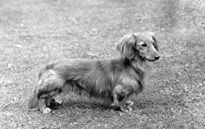 Dachshund: FALL/DACHSHUND/LONG/1961