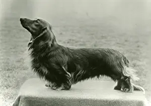 Heard: FALL/DACHSHUND/LONG/1972