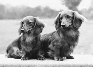 Rembrandt: FALL/DACHSHUND/LONG/1975