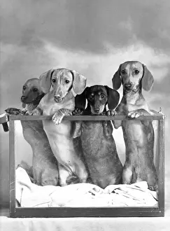 Dachshunds: FALL/DACHSHUND/MINI/1952