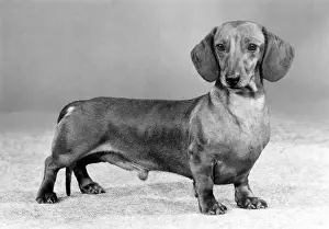 Thistle: FALL/DACHSHUND/MINI/1982