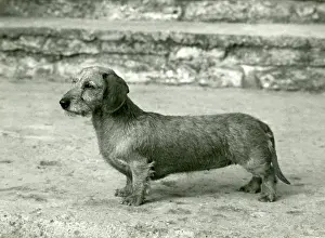 Taffy: FALL/DACHSHUND/WIRE/1966