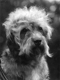 Dandie: FALL/DANDIE DINMONT/1933