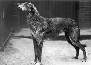 Aesthetic: Fall/Deerhound/ Champion Aesthetic of Ross