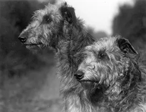 Linton: FALL/DEERHOUND/CONNELL